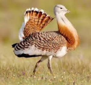 Avutarda Avutarda
