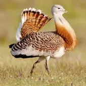 Avutarda Avutarda