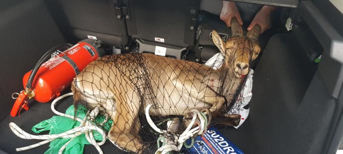Una cabra choca con un autobús en Valencia y la localizan dos horas después en una frutería de Sedaví Una cabra choca con un autobús en Valencia y la localizan dos horas después en una frutería de Sedaví