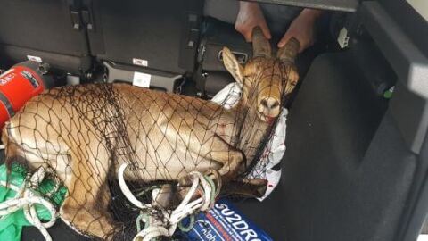 La cabra montesa ha sido neutralizada con una red