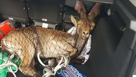 La cabra montesa ha sido neutralizada con una red La cabra montesa ha sido neutralizada con una red