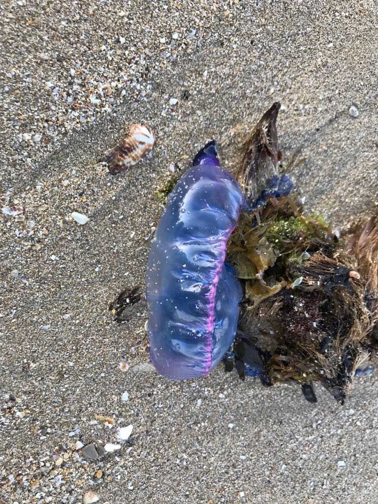 Encontrado un nuevo ejemplar de carabela portuguesa en el paseo del Molinar Encontrado un nuevo ejemplar de carabela portuguesa en el paseo del Molinar