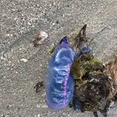 Carabela portuguesa encontrada en El Molinar Carabela portuguesa encontrada en El Molinar