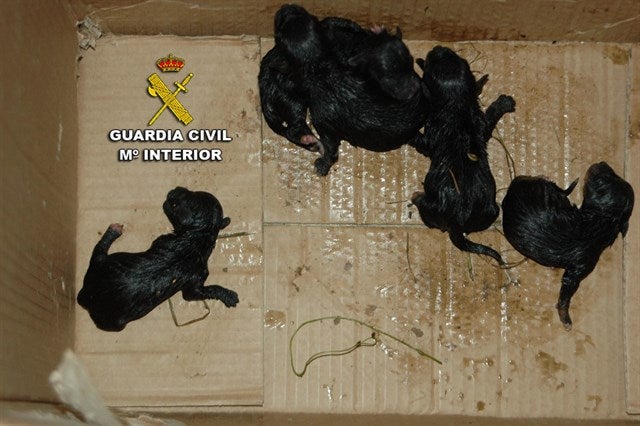 Investigan a un vecino de Pontevedra por abandonar en la basura a crías de perros Investigan a un vecino de Pontevedra por abandonar en la basura a crías de perros