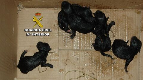 Cinco cachorros abandonados en Poio, Pontevedra