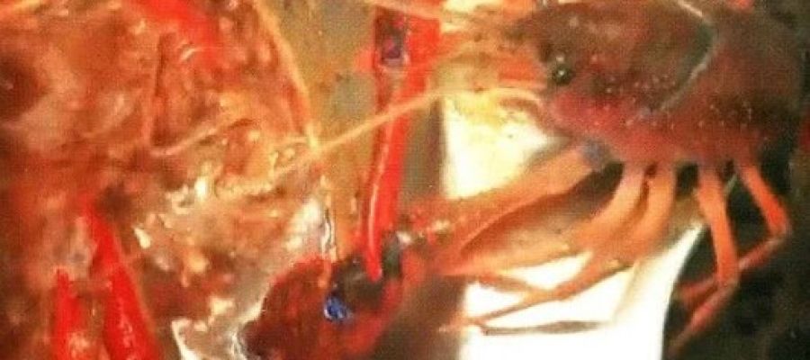 Un cangrejo de mar intenta arrancarse la pinza Un cangrejo de mar intenta arrancarse la pinza