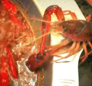 Un cangrejo de mar intenta arrancarse la pinza Un cangrejo de mar intenta arrancarse la pinza