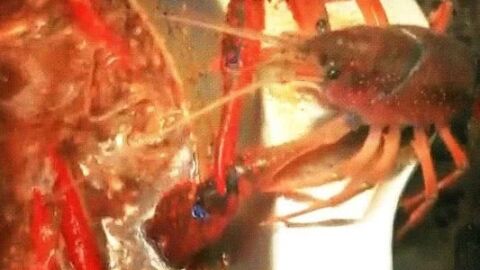 Un cangrejo de mar intenta arrancarse la pinza