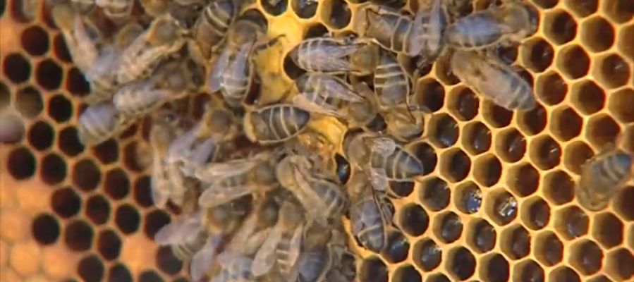 Un matrimonio octogenario, en estado grave tras recibir más de 2.000 picaduras de abejas en Ávila Un matrimonio octogenario, en estado grave tras recibir más de 2.000 picaduras de abejas en Ávila
