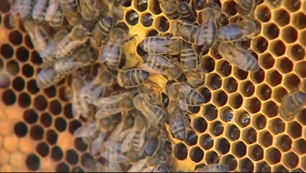 Un matrimonio octogenario, en estado grave tras recibir más de 2.000 picaduras de abejas en Ávila