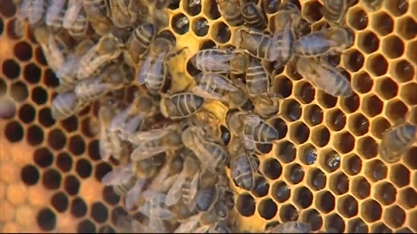 <p>Un matrimonio de octogenarios en estado muy grave al ser atacados por abejas en Ávila</p> <p>Un matrimonio de octogenarios en estado muy grave al ser atacados por abejas en Ávila</p>