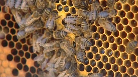 Un matrimonio octogenario, en estado grave tras recibir m&aacute;s de 2.000 picaduras de abejas en &Aacute;vila