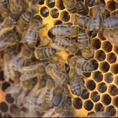 Un matrimonio octogenario, en estado grave tras recibir más de 2.000 picaduras de abejas en Ávila