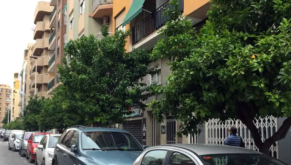 Árboles en la calle Reina Victoria de Elche Árboles en la calle Reina Victoria de Elche