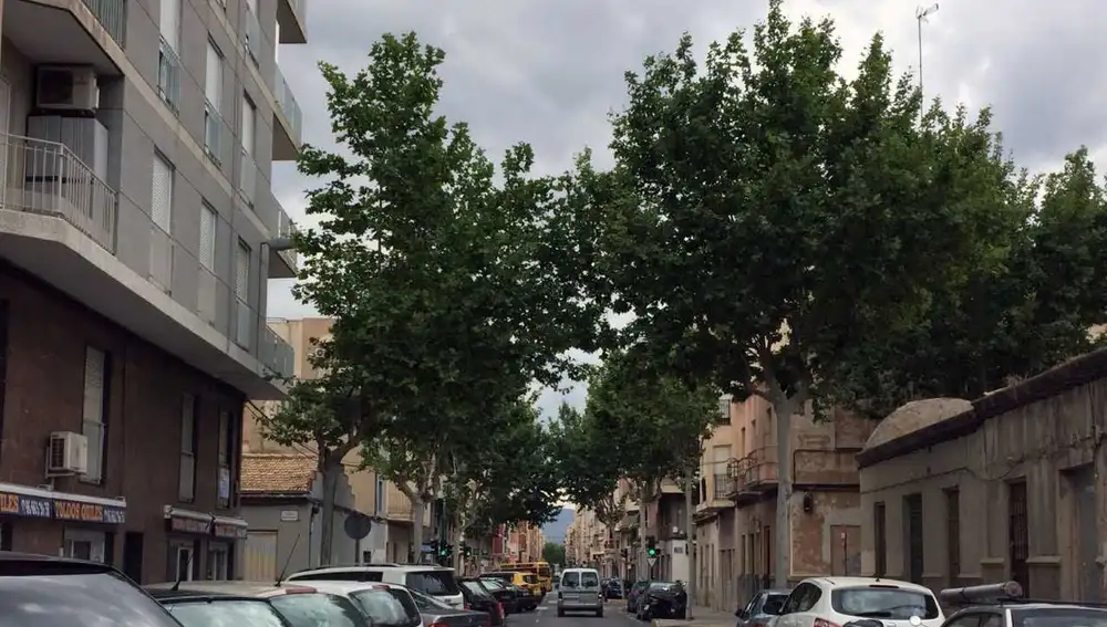 Ramas de Árboles pegadas a un edificio de Elche Ramas de Árboles pegadas a un edificio de Elche