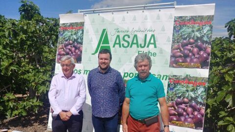 Presentaci&oacute;n de la campa&ntilde;a de higos y brevas del Camp d'Elx