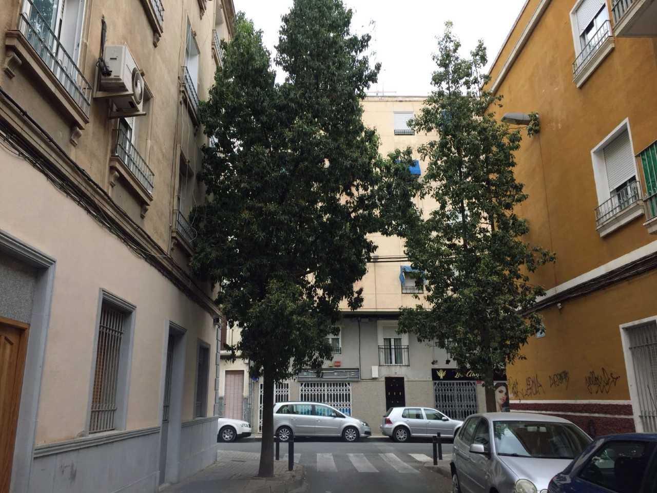 <p>Ilicitanos por Elche exige la poda del arbolado público y lamenta que en tres años no se ha avanzado en el mantenimiento de la ciudad</p> <p>Ilicitanos por Elche exige la poda del arbolado público y lamenta que en tres años no se ha avanzado en el mantenimiento de la ciudad</p>