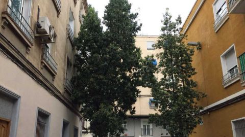 Ramas de arboles pegadas a ventanas de viviendas en Elche