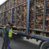 La Guardia Civil investiga a un hombre que transportaba 8.000 gallinas "en un estado deplorable"