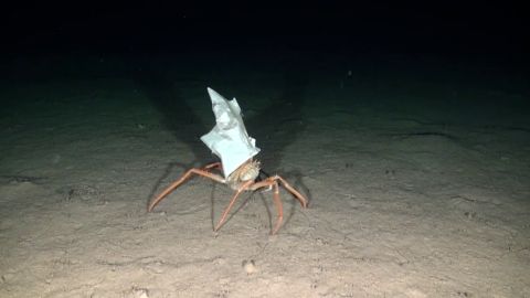 Lucha mundial contra los residuos marinos: "en 2050 habr&aacute; m&aacute;s pl&aacute;sticos que peces en el oc&eacute;ano"