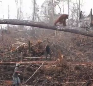 Un orangután ataca a una excavadora ilegal que amenaza su hábitat en la isla de Borneo</p> Un orangután ataca a una excavadora ilegal que amenaza su hábitat en la isla de Borneo</p>