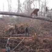 Un orangután ataca a una excavadora ilegal que amenaza su hábitat en la isla de Borneo</p>