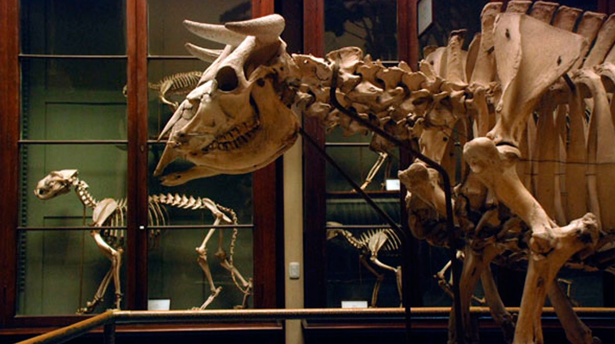 <p>La extinta vaca con cara de bulldog no padecía problemas respiratorios</p> <p>La extinta vaca con cara de bulldog no padecía problemas respiratorios</p>