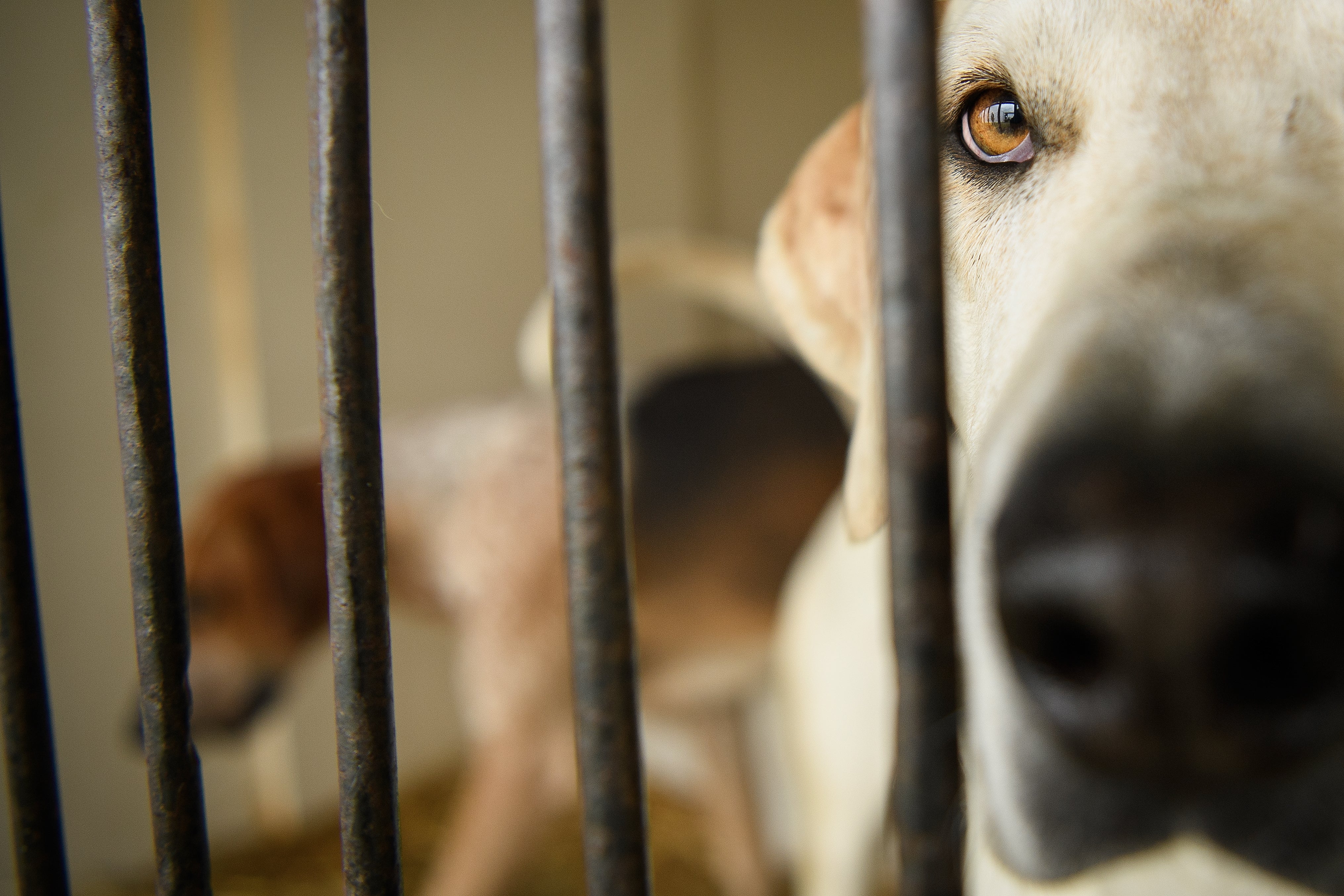 <p>Un perro se muere de hambre por tener colocado un bozal con papeles para que no ladrara</p> <p>Un perro se muere de hambre por tener colocado un bozal con papeles para que no ladrara</p>