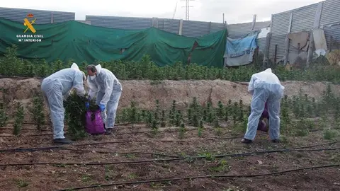 LA AUGC DENUNCIA GRANADA COMO PUNTO CALIENTE INCAUTACIÓN DE HARIHUANA