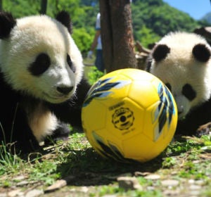 Pandas con un balón Pandas con un balón