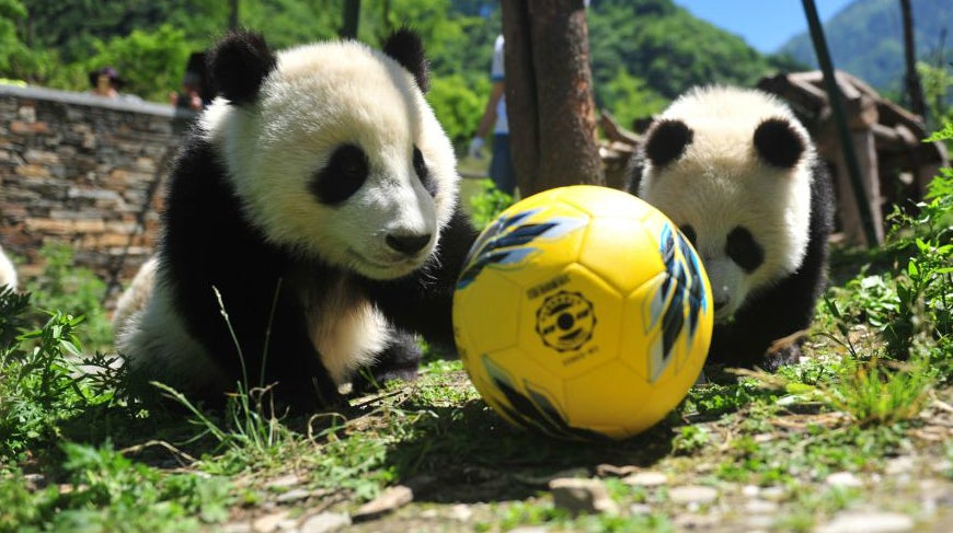 Los osos panda celebran su propio Mundial de fútbol en una reserva natural del centro de China Los osos panda celebran su propio Mundial de fútbol en una reserva natural del centro de China
