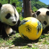 Pandas con un balón