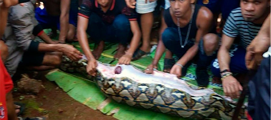 Vecinos junto con la pitón que tenía en su interior a la mujer indonesia Vecinos junto con la pitón que tenía en su interior a la mujer indonesia