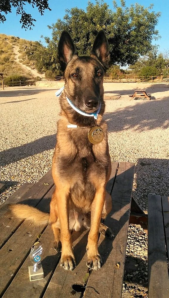 Titán, el pastor belga del equipo de rescate de personas de los bomberos de Elche Titán, el pastor belga del equipo de rescate de personas de los bomberos de Elche