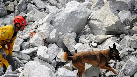 Sergio Pérez, bombero de Elche, con Titán, su binomio canino durante la prueba en Ferrol Sergio Pérez, bombero de Elche, con Titán, su binomio canino durante la prueba en Ferrol