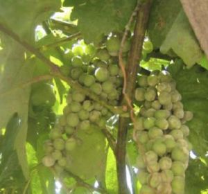 El resveratrol se halla de forma natural en frutas como las uvas o algunas plantas (imagen: CSIC). El resveratrol se halla de forma natural en frutas como las uvas o algunas plantas (imagen: CSIC).