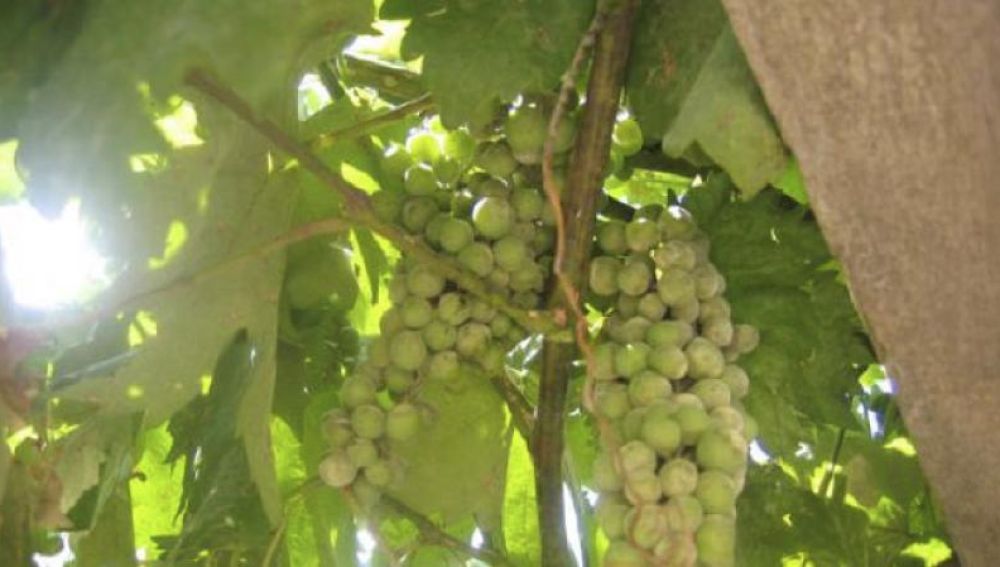 El resveratrol se halla de forma natural en frutas como las uvas o algunas plantas (imagen: CSIC). 