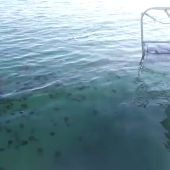 Retiran once toneladas de medusas en la Costa del Sol