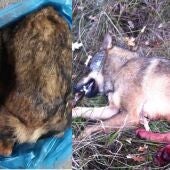 La Guardia Civil denuncia a un hombre de 28 años de edad por intentar vender un lobo congelado por internet para ser naturalizado en Cervera de Pisuerga.