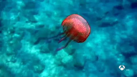 MEDUSAS MEDUSAS