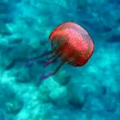 MEDUSAS MEDUSAS