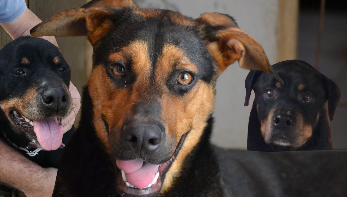 ¿Cómo elegir un perro para adoptar? ¿Cómo elegir un perro para adoptar?