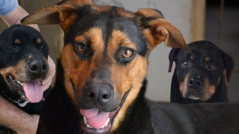 Todav&iacute;a est&aacute;s a tiempo de adoptar a una de las perritas de 'Amores Perrunos'