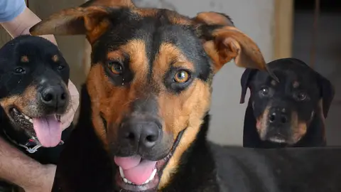 Todavía estás a tiempo de adoptar a una de las perritas de 'Amores Perrunos' Todavía estás a tiempo de adoptar a una de las perritas de 'Amores Perrunos'