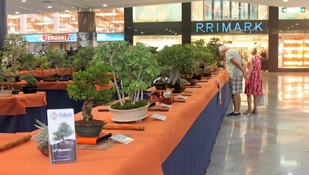 XII Muestra de Bonsáis instalada en el centro comercial L'Aljub