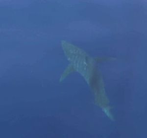 Avistan por primera vez en 30 años un tiburón blanco en aguas próximas a la isla de Cabrera (Mallorca) Avistan por primera vez en 30 años un tiburón blanco en aguas próximas a la isla de Cabrera (Mallorca)