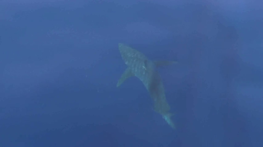 Pescan un tiburón blanco y lo retransmiten en directo Pescan un tiburón blanco y lo retransmiten en directo