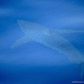 Imagen del avistamiento histórico de un tiburón blanco en Baleares