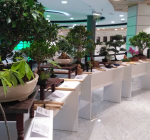 Exposición de bonsáis en El Corte Inglés de Elche Exposición de bonsáis en El Corte Inglés de Elche