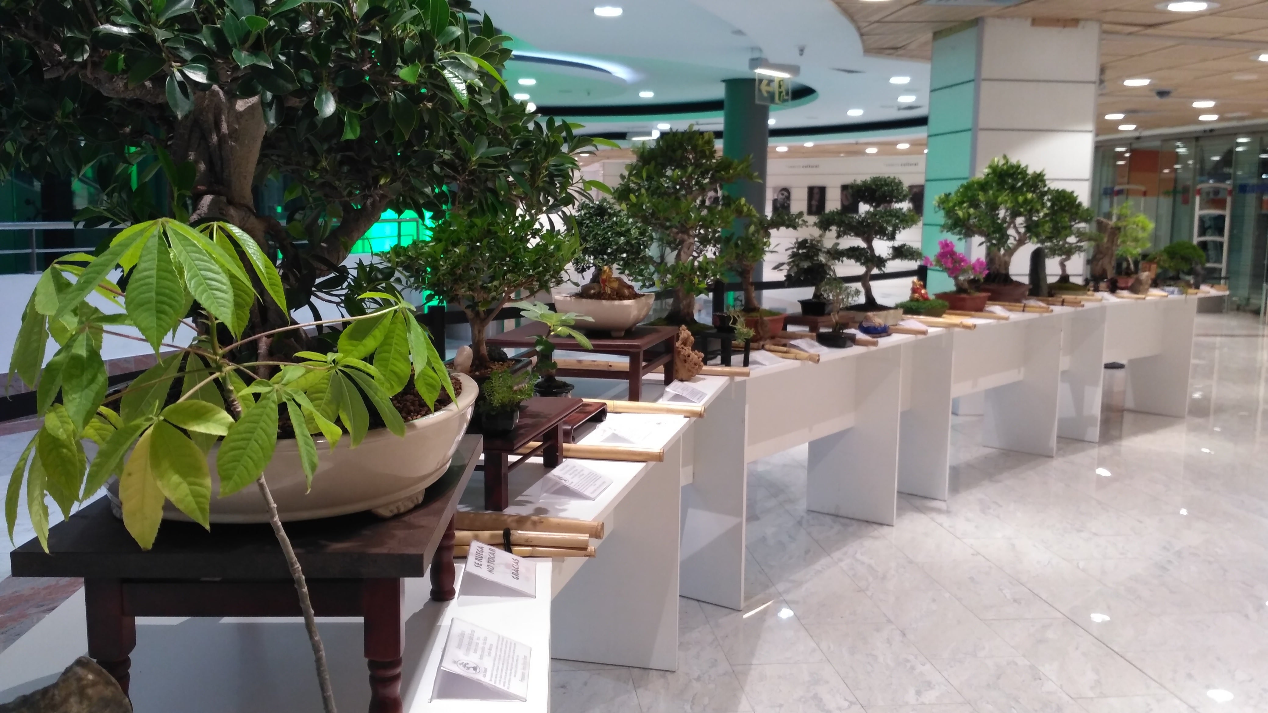 Los bonsáis brotan este fin de semana en el centro comercial L’Aljub y en El Corte Inglés de Elche Los bonsáis brotan este fin de semana en el centro comercial L’Aljub y en El Corte Inglés de Elche